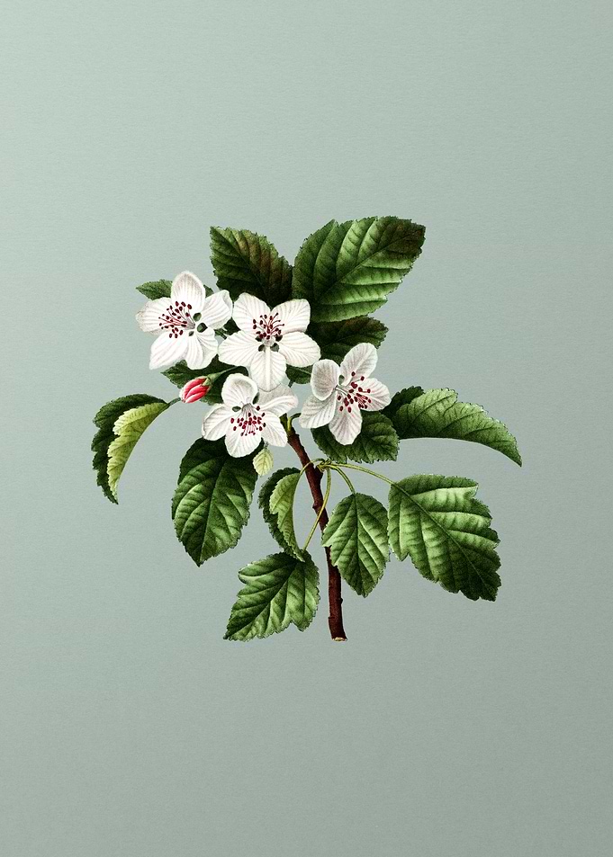 Floral Drawing on Green