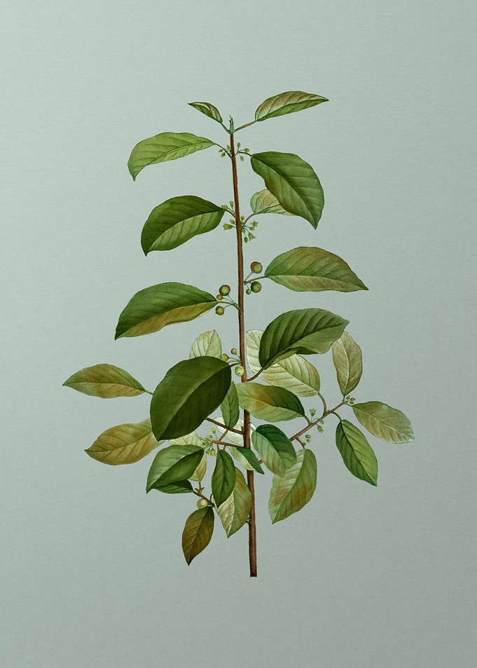 Vintage Botanical on Green