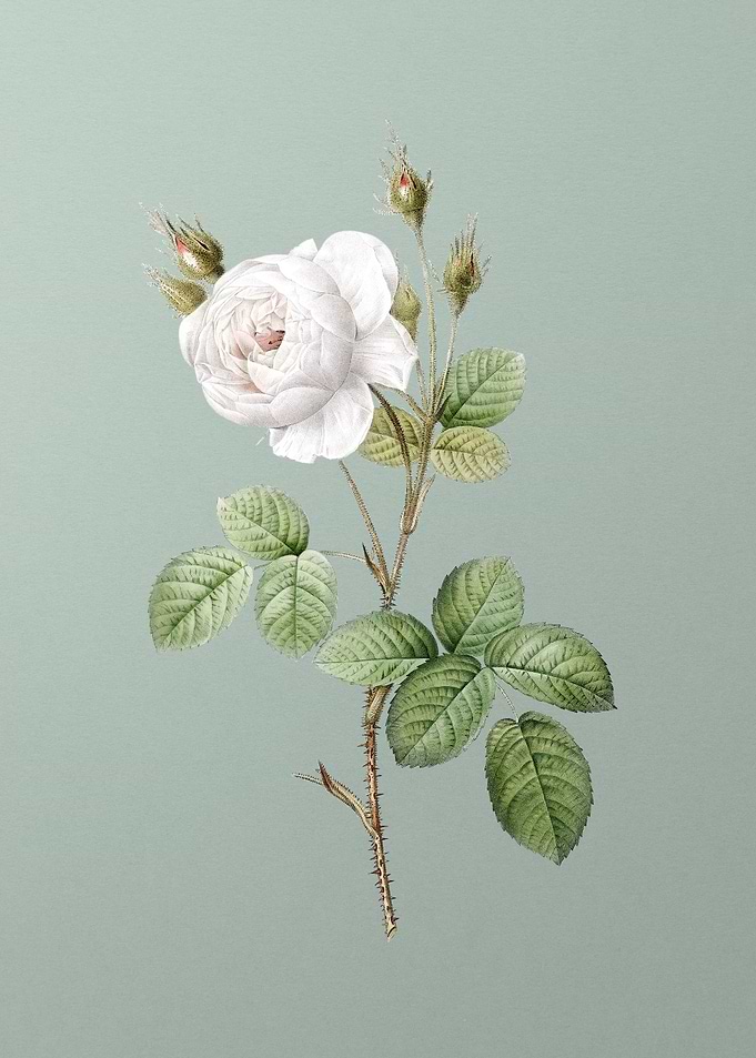 White Misty Rose on Green
