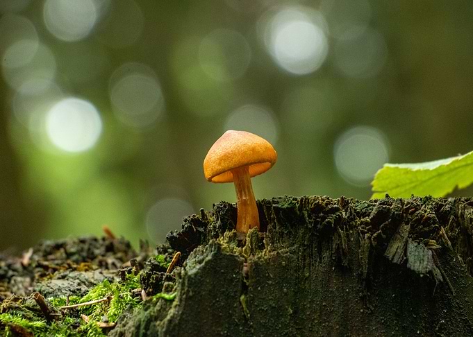 Mushroom
