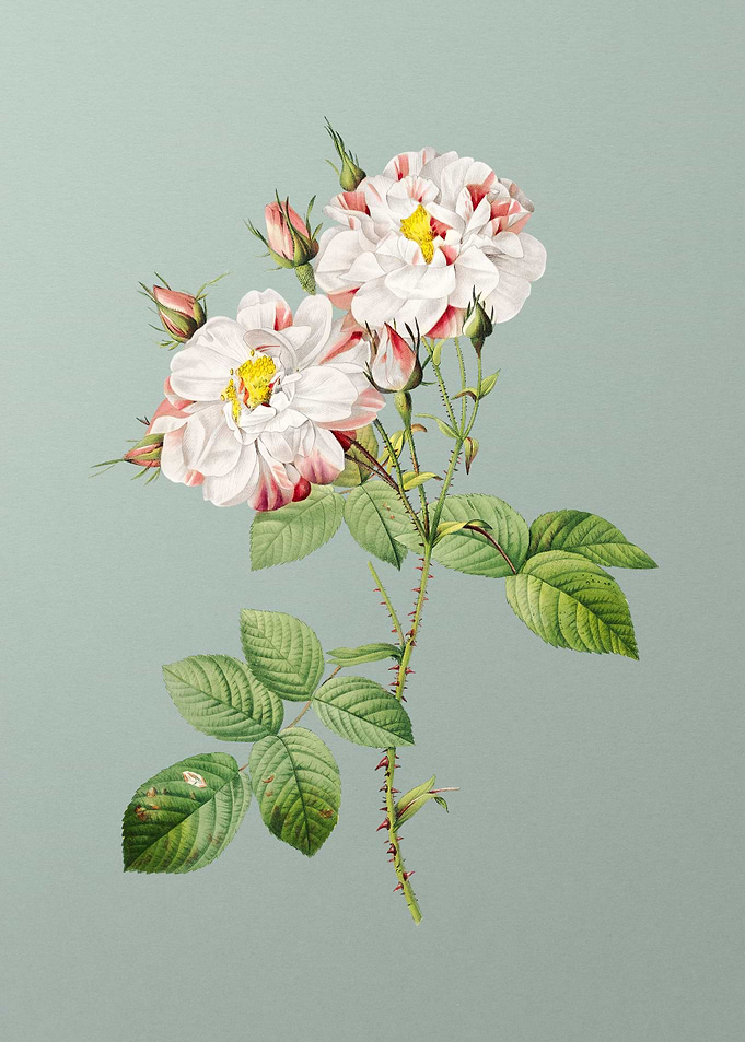 White Damask Rose on Green