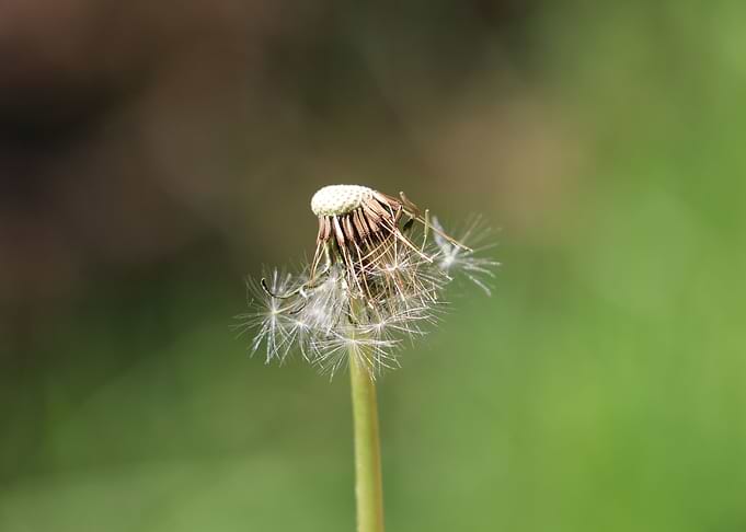 Dandelion