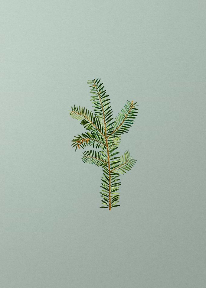 Vintage Flower on Green
