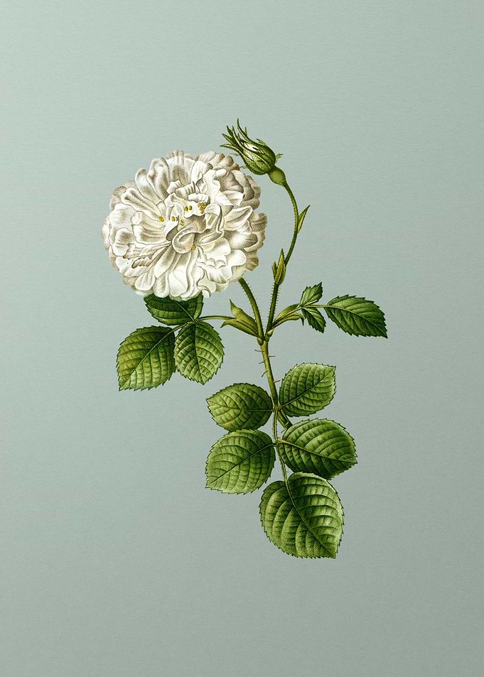 Florals Botanicals Flowers