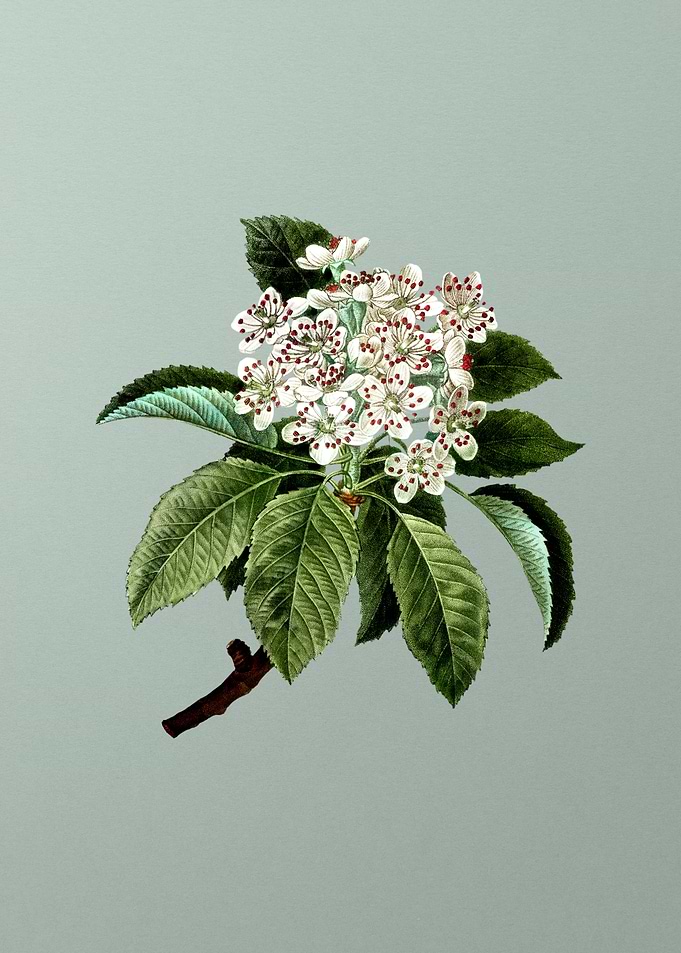 Botanical Drawing on Green