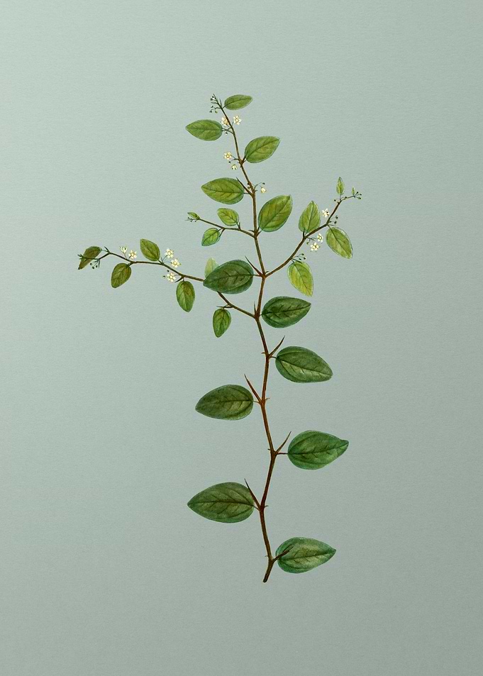 Classic Botanical on Green