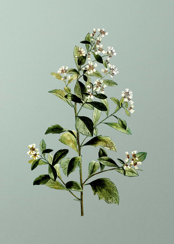Vintage Flower on Green
