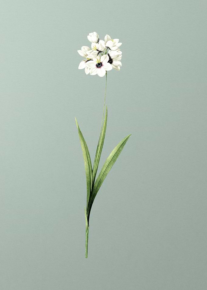 Ixia Maculata on Green