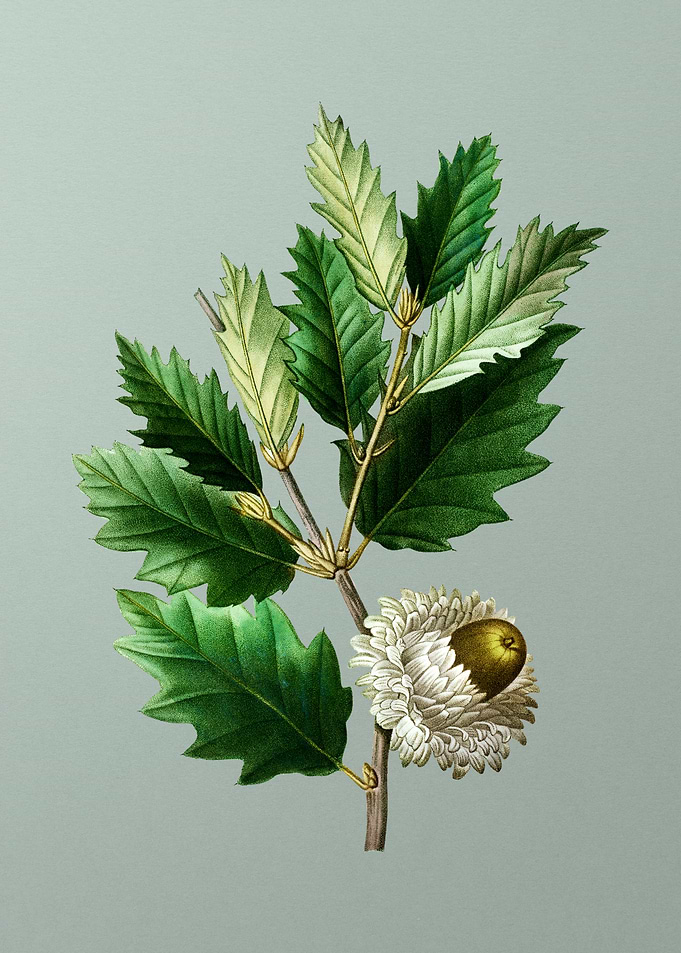 Floral Drawing on Green