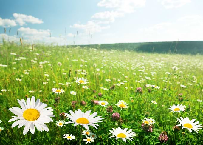 beauty of flowers