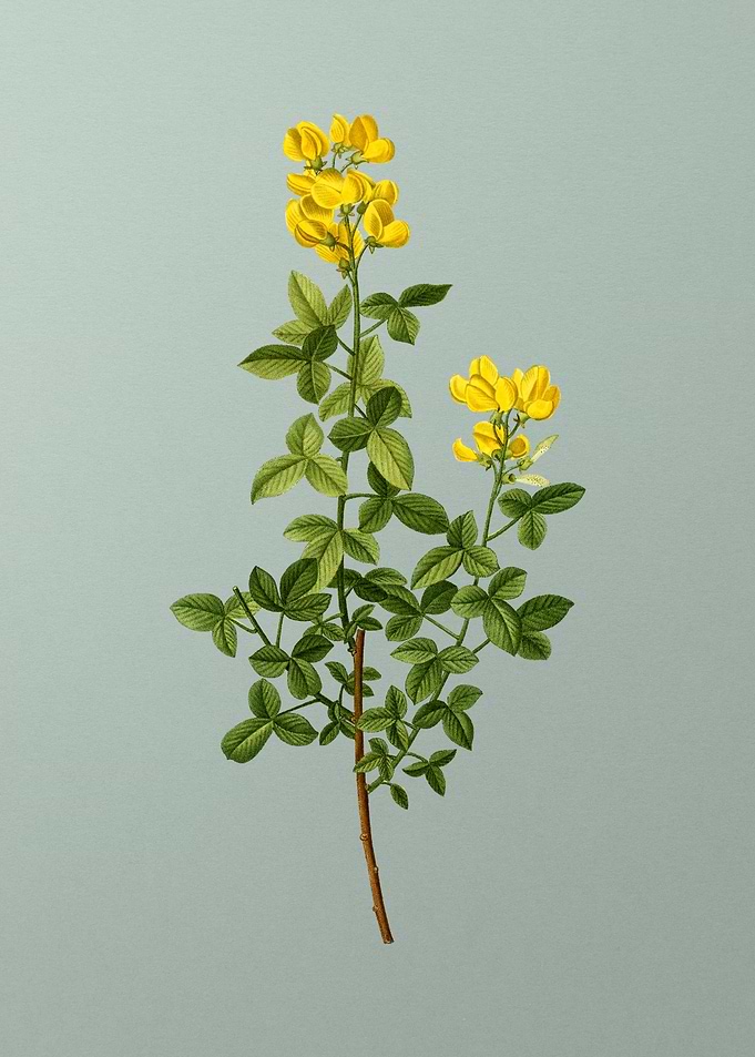 Classic Botanical on Green