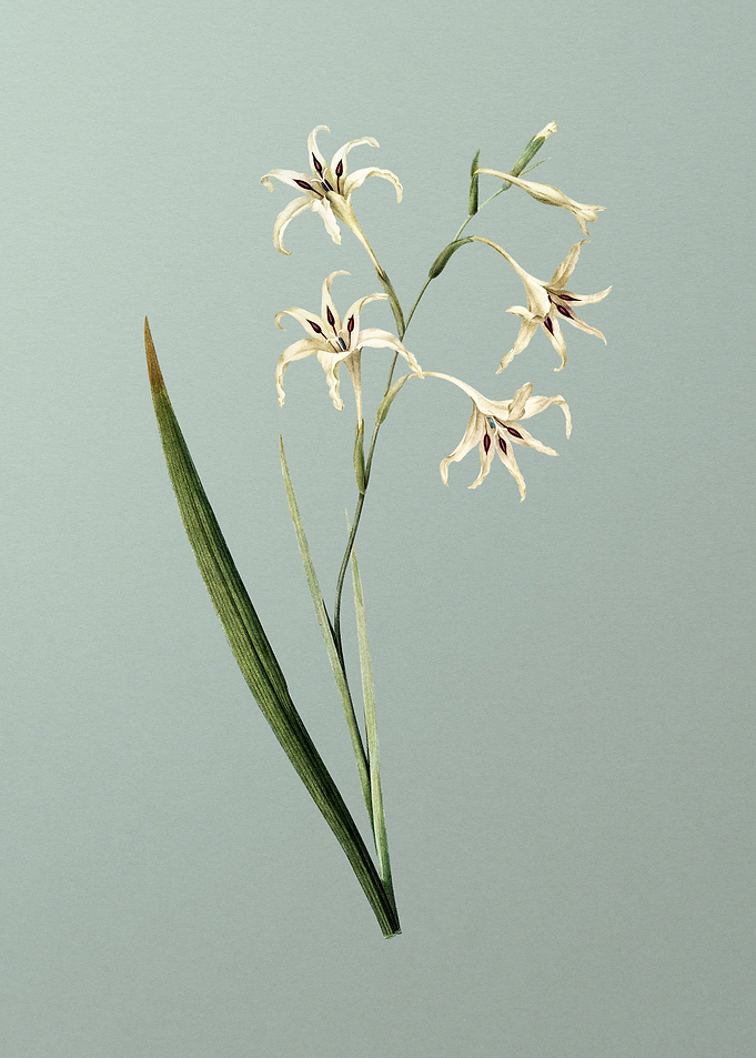 Gladiolus Cuspidatus