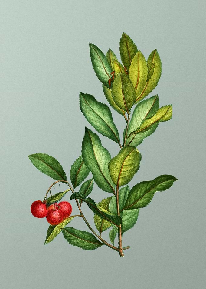 Floral Drawing on Green