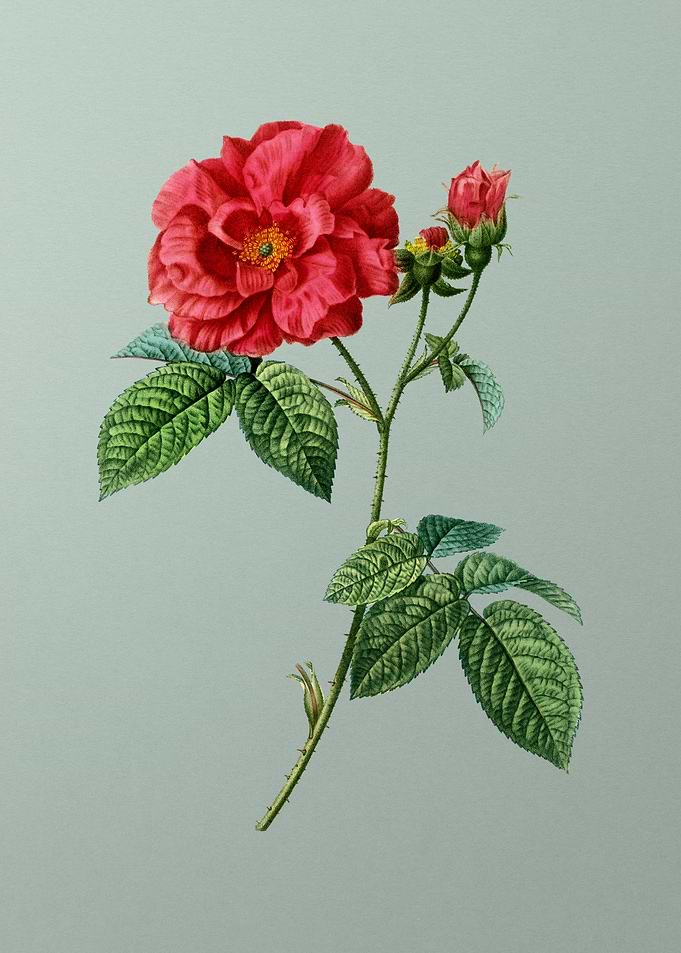 Vintage Botanical on Green