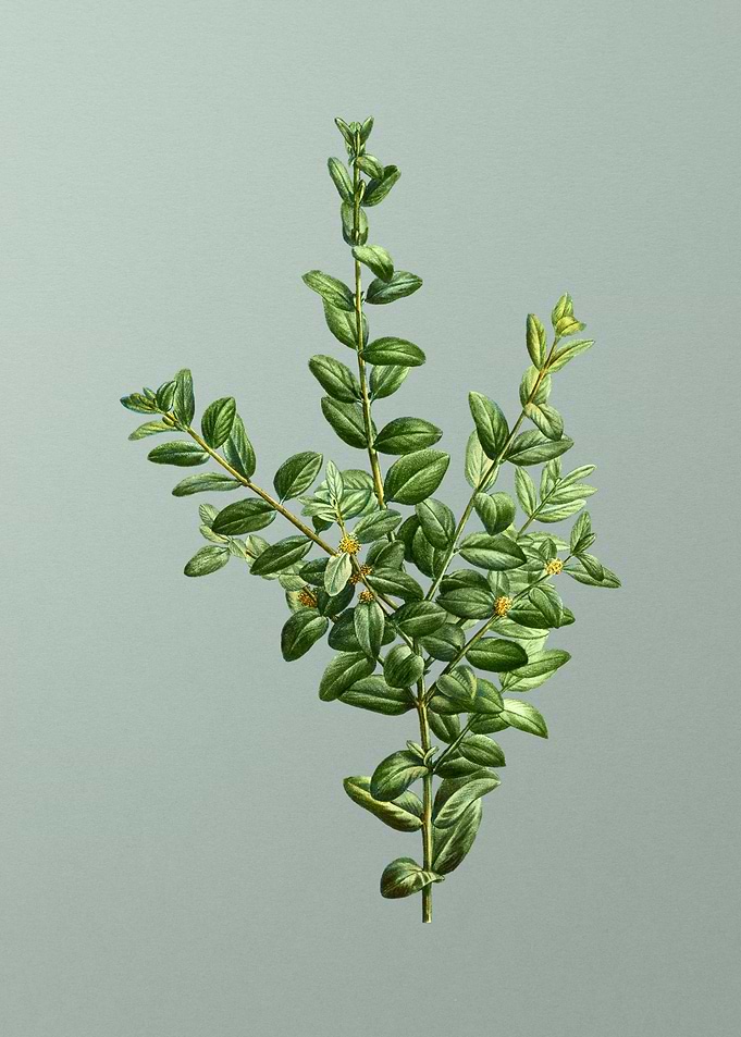 Antique Botanical on Green