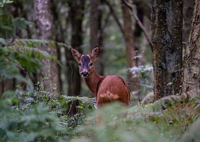 Deer in the Woods