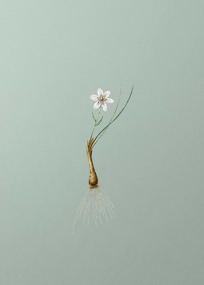 Snowdon Lily on Green