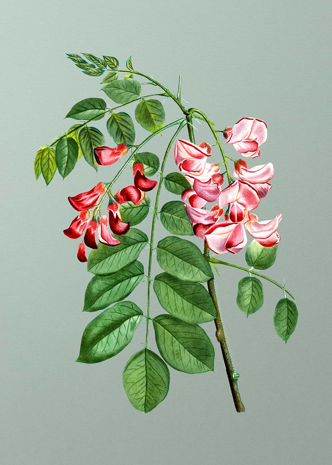 Botanical Drawing on Green
