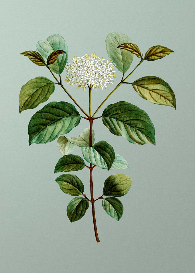 Classic Botanical on Green