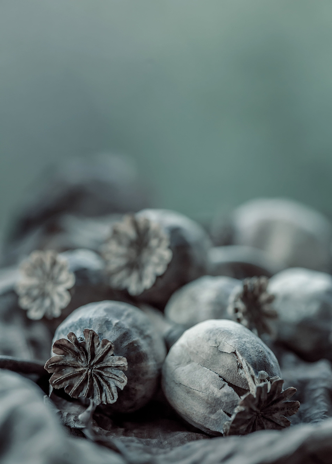 Dry poppies