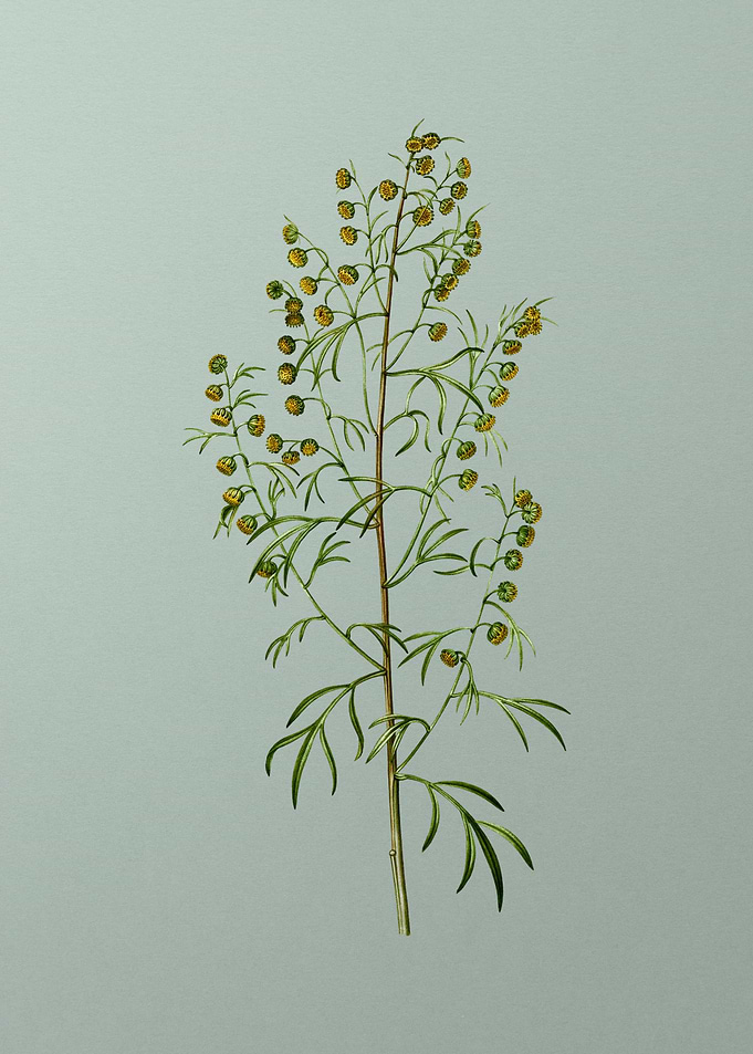 Classic Flower on Green