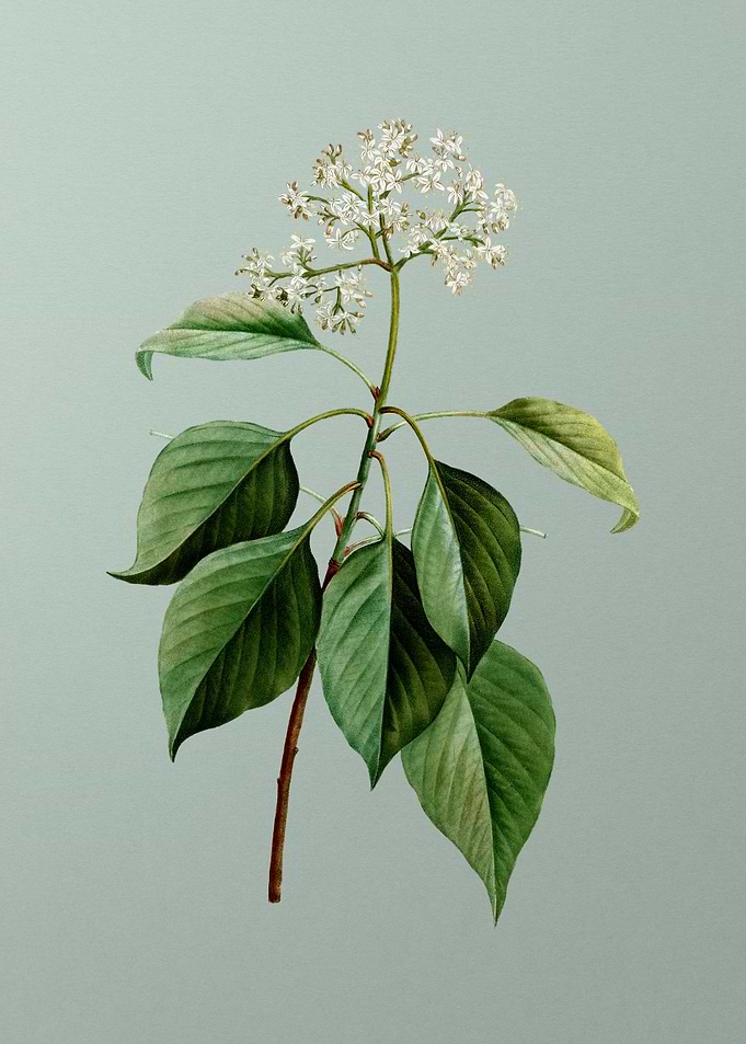 Antique Botanical on Green