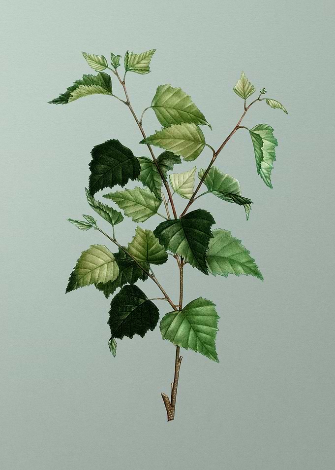 Floral Drawing on Green