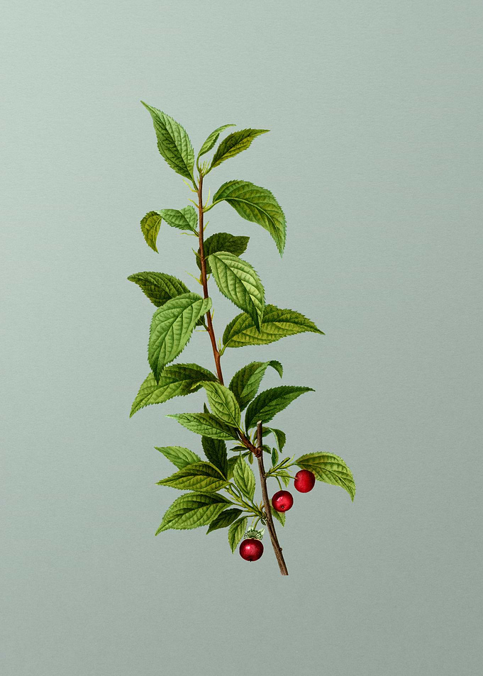 Classic Botanical on Green