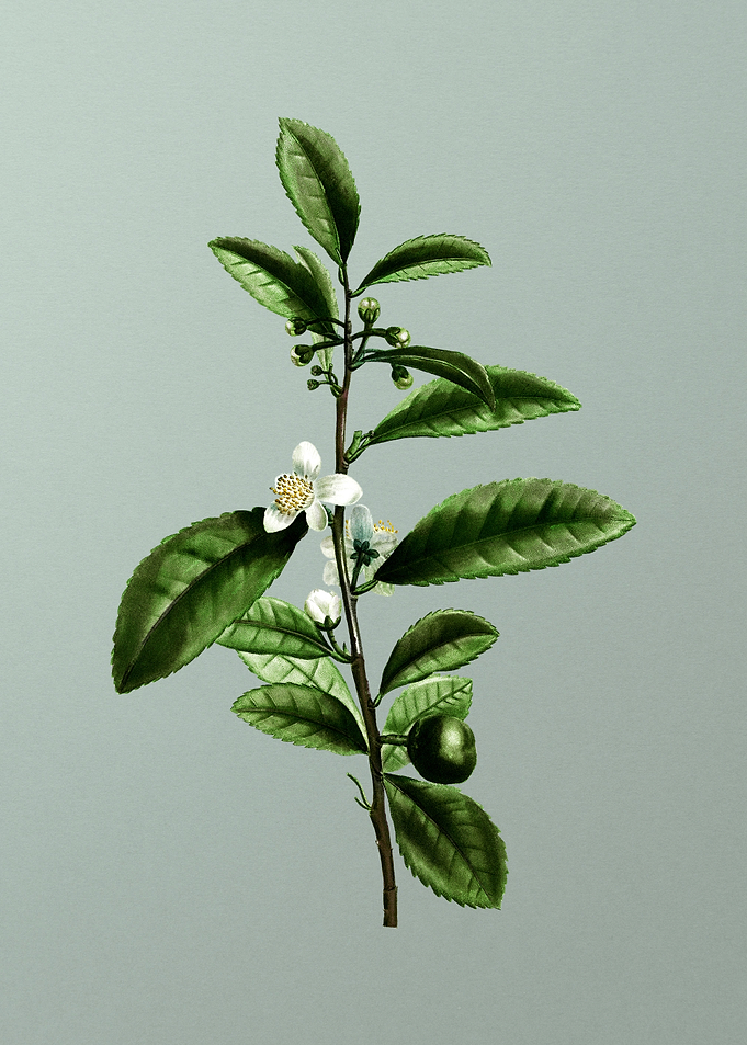 Floral Drawing on Green