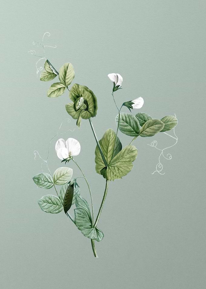 White Pea Flower on Green