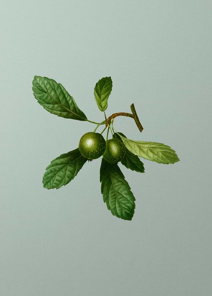 Vintage Flower on Green