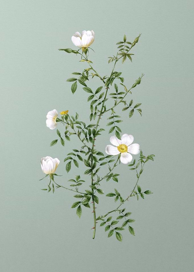 Blooming Hedge Rose