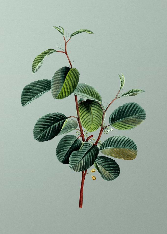 Vintage Botanical on Green