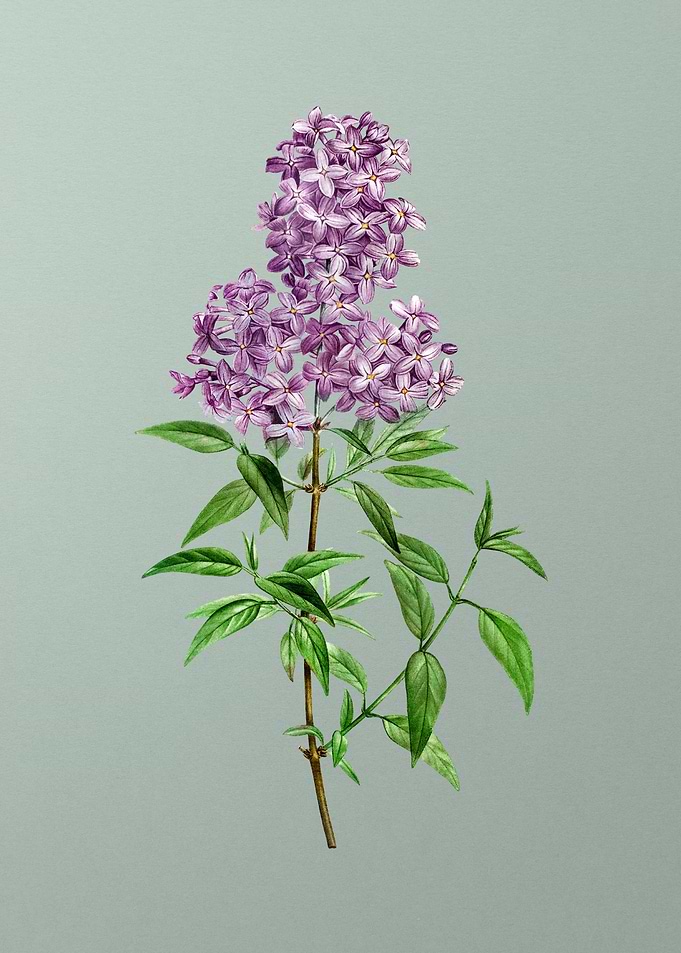 Antique Botanical on Green