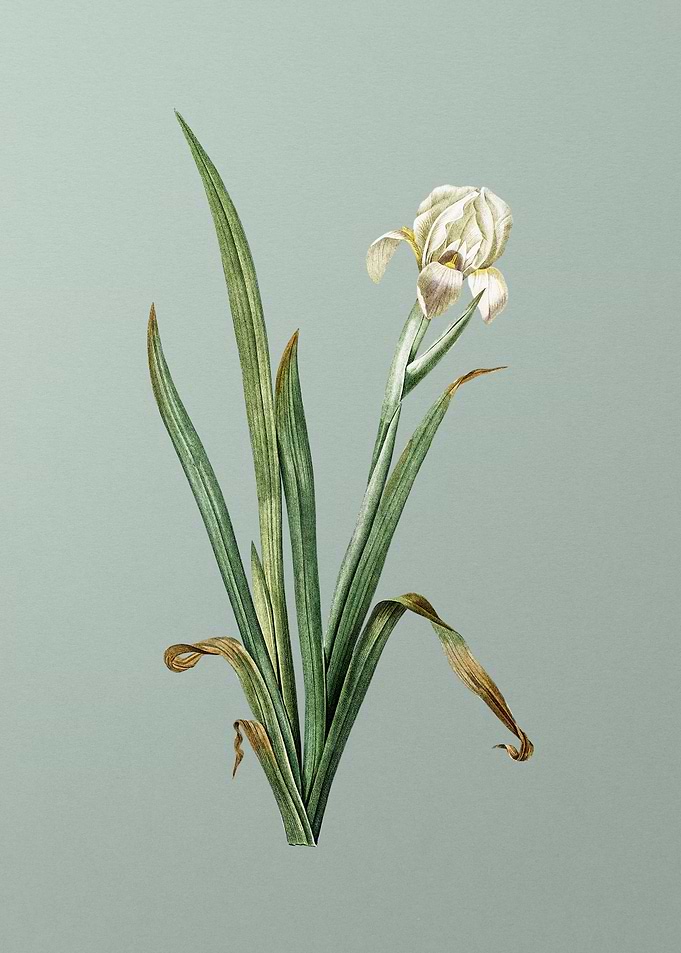 Crimean Iris