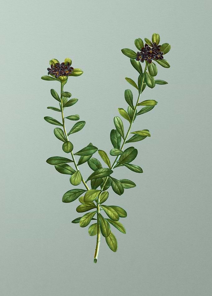 Vintage Flower on Green