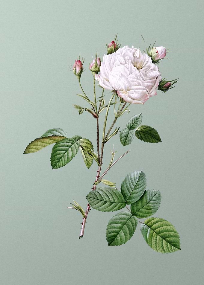 White Provence Rose