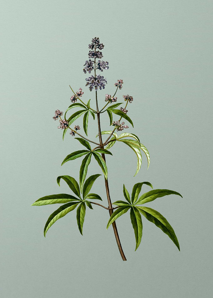 Classic Botanical on Green
