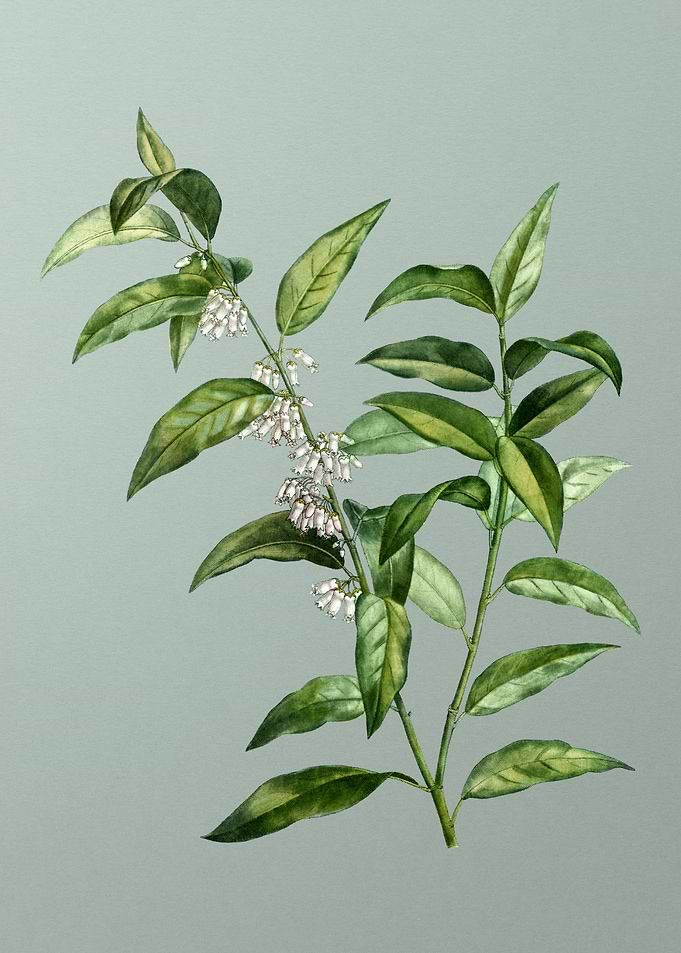 Vintage Botanical on Green