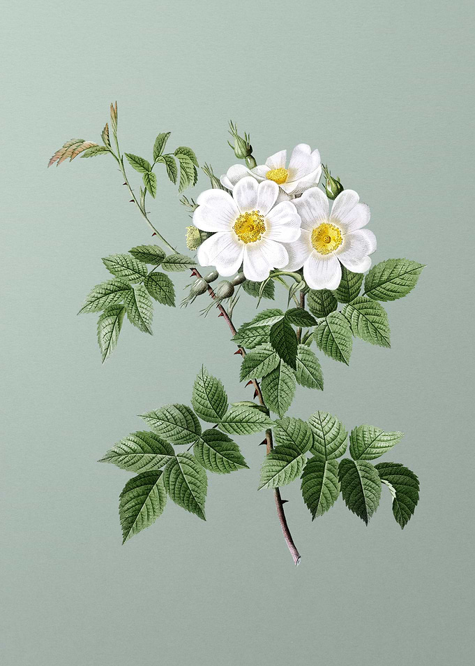 Blooming White Rosebush