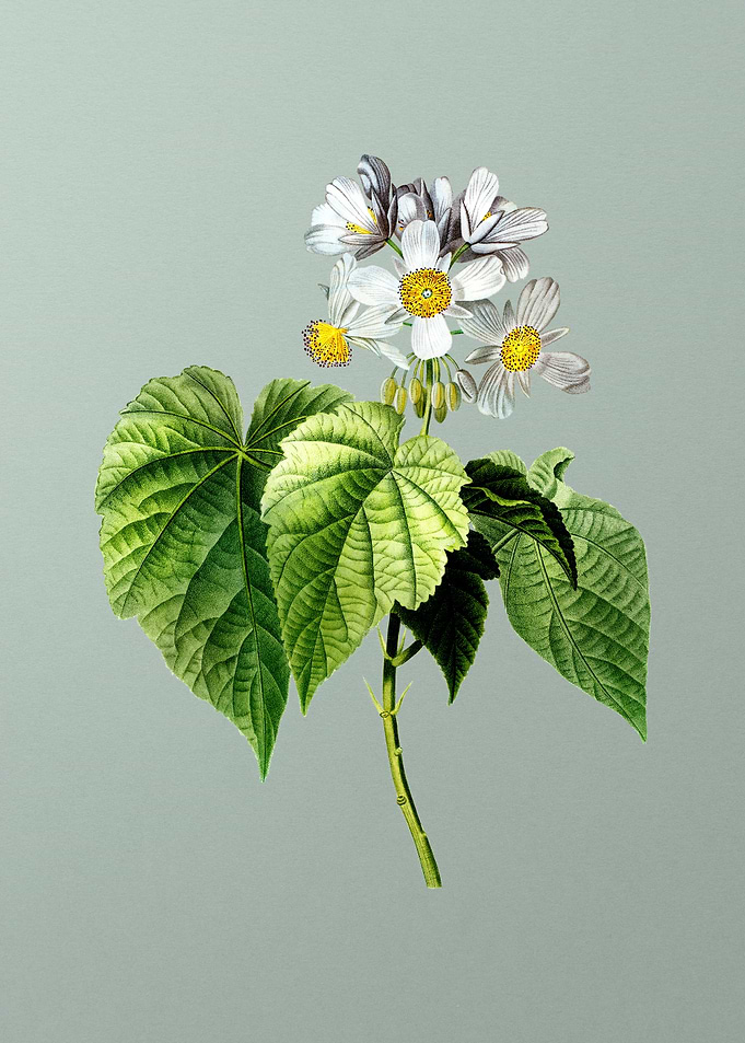 Vintage Botanical on Green