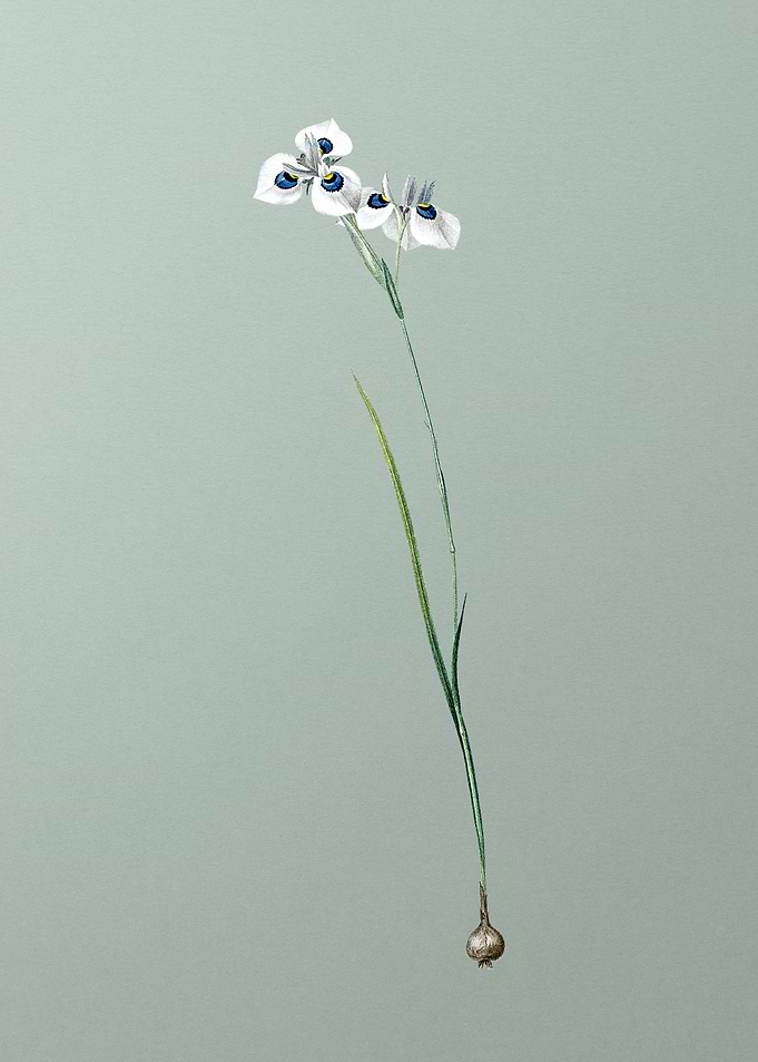 Vieusseuxia Glaucopis
