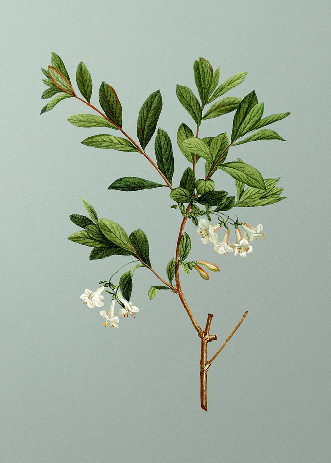 Florals Botanicals Flowers