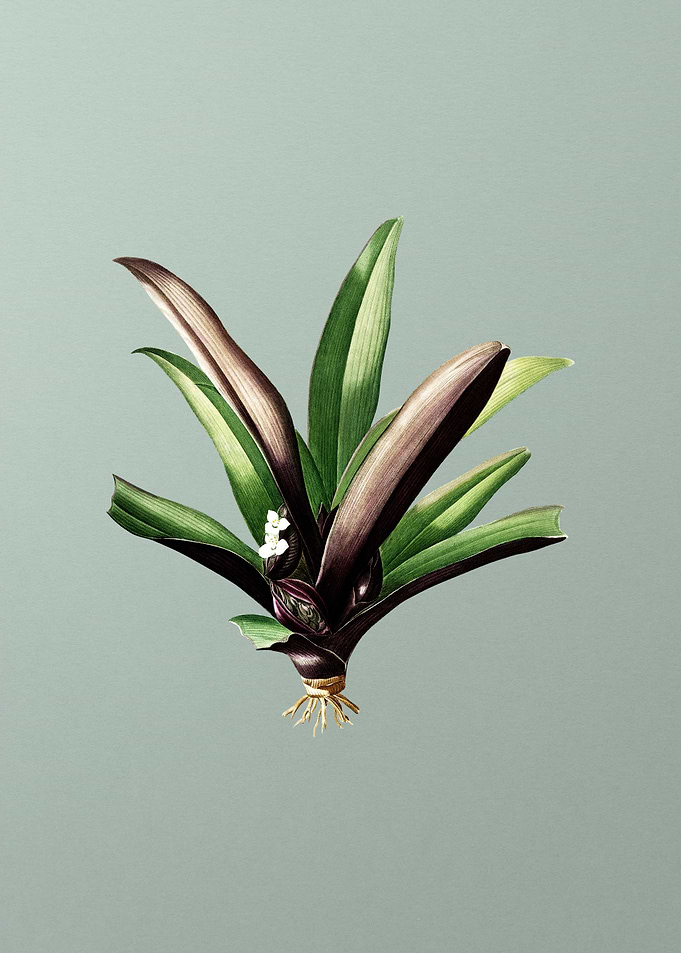 Boat Lily