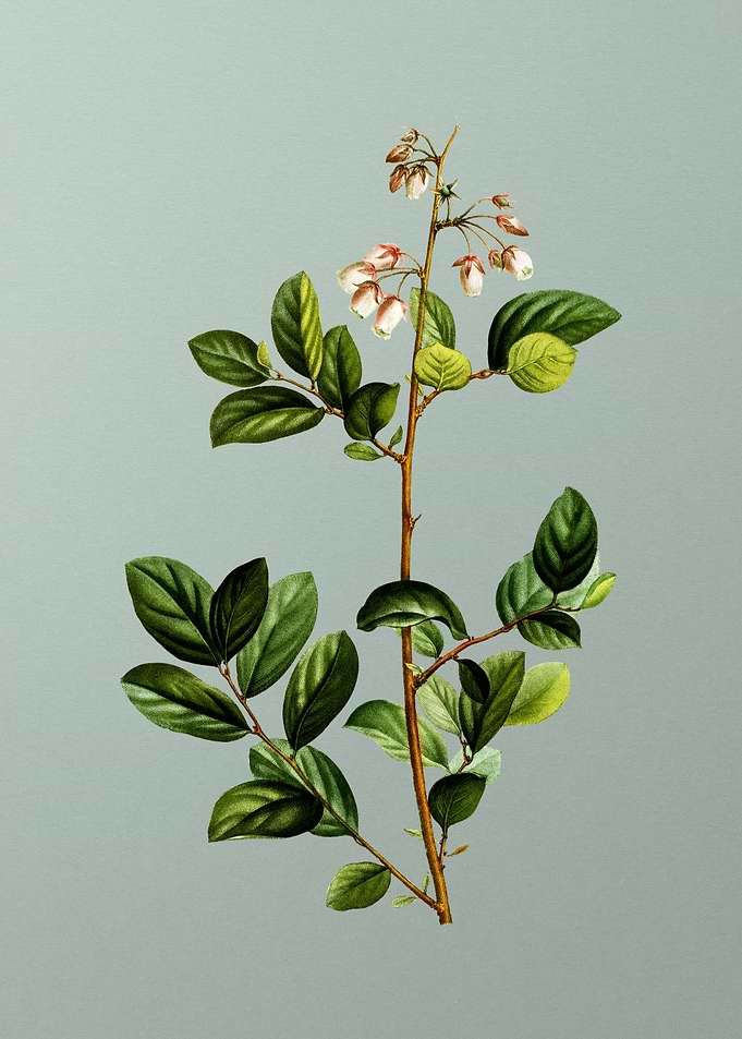 Vintage Botanical on Green
