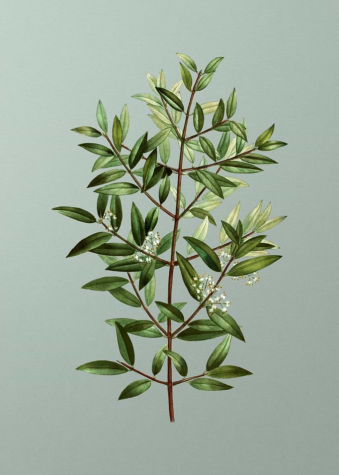 Botanical Drawing on Green