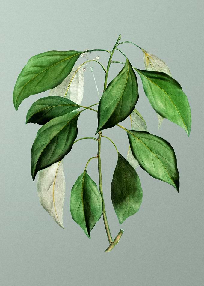 Classic Botanical on Green
