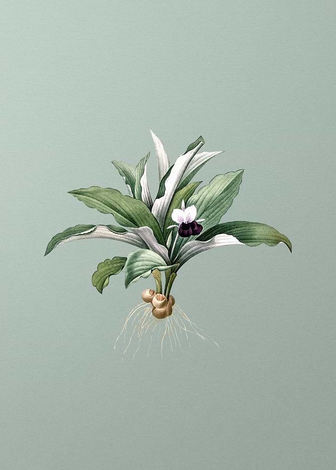 Kaempferia Angustifolia
