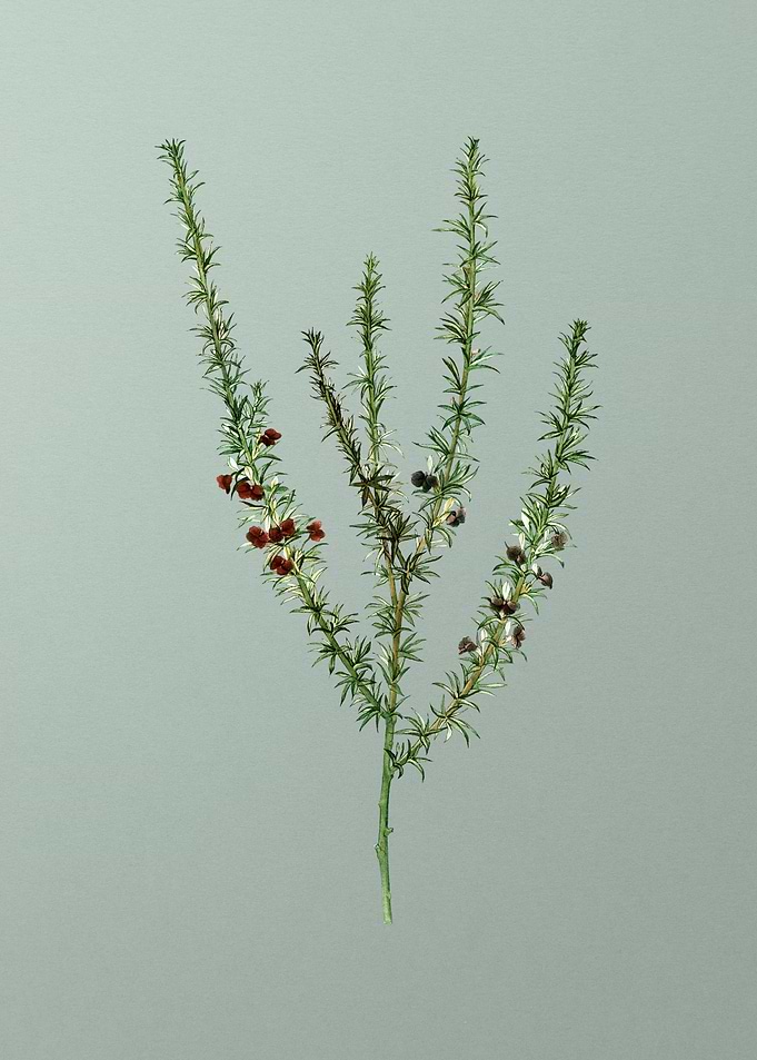 Floral Drawing on Green