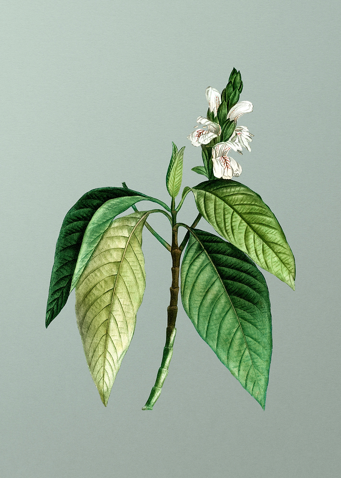 Classic Flower on Green